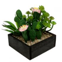 Cactussen & vetplanten