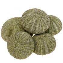 categorie Seashell decoratie