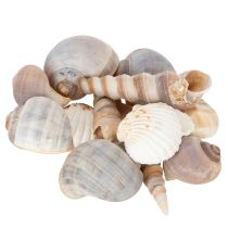 categorie Seashell decoratie