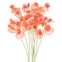 categorie Tuinbloem & Weidebloem