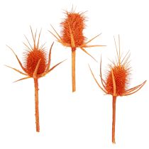 categorie Boomtakken, staven & takken