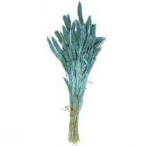 Artikel Droogbloemen, Setaria Pumila, gierstblauw 65cm 200g