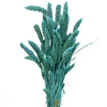 Gedroogde bloemen, Setaria Pumila, Bristle Gierst Blauw 65cm 200g