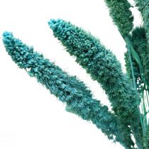 Artikel Droogbloemen, Setaria Pumila, gierstblauw 65cm 200g