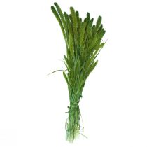 Artikel Gedroogde bloemen, Setaria Pumila, borstelgierstgroen 75cm 170g