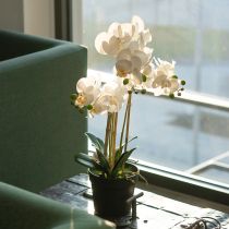 Artikel Kunstmatige orchidee in een pot voor een harmonieuze sfeer, wit, 60 cm