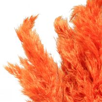Pampasgras deco gedroogd oranje dry floristics 72cm 6st