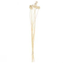 Artikel Gedroogde Craspedia-bloemen, gebleekte drumsticks, 60 cm, 10 stuks