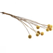 Artikel Gedroogde Craspedia-bloemen, geel, 70 cm, decoratief, 10 stuks