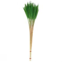 Artikel Groene borstelgierst Setaria viridis droog gras 52cm 28g