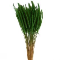 Artikel Groene borstelgierst Setaria viridis droog gras 52cm 28g