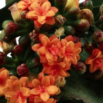 Artikel Flaming Käthchen Kalanchoë kunst oranje 24cm