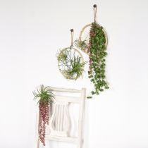 Artikel Sedum &#39;Rubin&#39; hangplant – decoratieve, onderhoudsvriendelijke vetplant 43cm 3st.