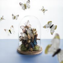 Artikel Glazen stolp op houten dienblad, glazen pot, helder, naturel, Ø17cm, H24cm