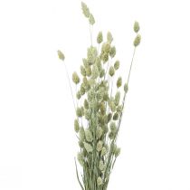 Gedroogde grassen Phalaris gedroogd droog floristisch natuur 55cm 80g