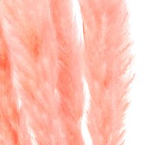 Artikel Pampasgras decoratie, pampasgras gedroogd pampasgras roze 72cm 6 st