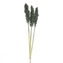 Artikel Droogbloemen sorghum gierst blauwgroen droogbloemisterij 72cm 3 st