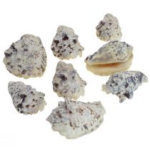 Slakkenhuizen deco zeeslakken naturel 5,5-7,5cm 250g