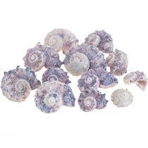 Slakkenhuisjes Deco Zeeslakken Paars Wit 3-6cm 250g
