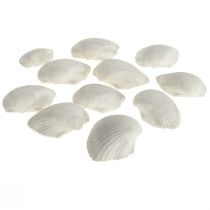 Schelp Deco Wit Schelpen Kokkels leeg 5cm 250g
