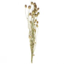 Nigella droogbloem Jungfer im Grünen droogbloemen 24-45cm 20g