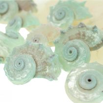 Capiz Parelmoer Schelp Parelmoer Plakjes Zeeslak Schelp Groen 2-9cm 650g