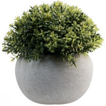 Artikel Kunstplanten Kunstbuxus 12,5cm×Ø12cm 4st