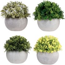 Artikel Kunstplanten Kunstbuxus 12,5cm×Ø12cm 4st