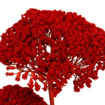 Achillea 1kg klaproos rood