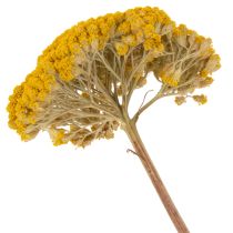 Artikel Achillea Natur Gelb Duizendblad Gedroogde Bloemen Geel 1kg