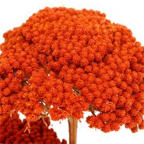 Achillea 1kg sinaasappel
