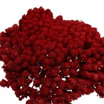Artikel Achillea 1kg wijnrood