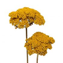 Artikel Achillea 500g natuurlijk