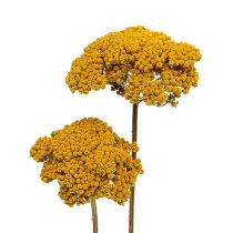 Artikel Achillea 1kg natuurlijk