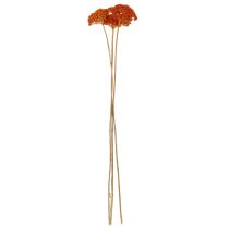 Artikel Achillea Oranje gedroogde bloemen, duizendblad, 45-60 cm, 1 kg