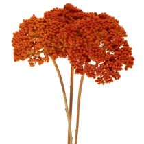 Artikel Achillea Oranje gedroogde bloemen, duizendblad, 45-60 cm, 1 kg