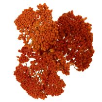 Artikel Achillea Oranje gedroogde bloemen, duizendblad, 45-60 cm, 1 kg