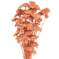 Artikel Achillea duizendblad gedroogde weidebloemen zalm 40-50cm 80g