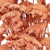 Artikel Achillea duizendblad gedroogde weidebloemen zalm 40-50cm 80g
