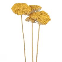 Duizendblad Gedroogde Bloemen Decoratief Achillea Millefolium Geel 3st