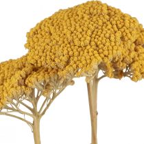Artikel Duizendblad gedroogde bloemen Achillea millefolium 30g x 2st