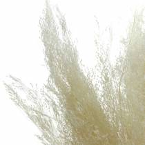Droog gras Agrostis gebleekt 40g