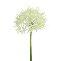 Allium crèmewit L76cm