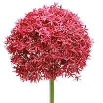 Artikel Allium in Bordeaux kunst sierknoflook Ø18cm L90cm