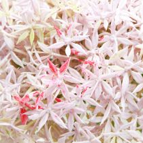 Artikel Allium met roze bloemen kunstui Ø18cm L90cm