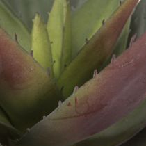Artikel Aloë Vera Kunstplant Paars Kunst Vetplanten Ø18cm