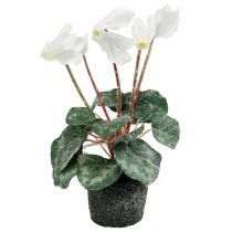 Cyclamen in creme 28cm
