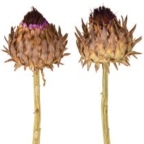 Artikel Artisjokbloesem gedroogde artisjok Cynara Ø9cm 16 stuks