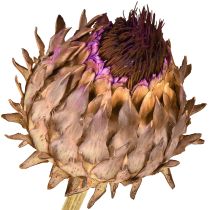 Artikel Artisjokbloesem gedroogde artisjok Cynara Ø9cm 16 stuks