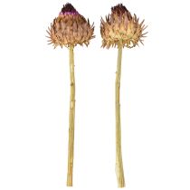 Artikel Artisjokbloesem gedroogde artisjok Cynara Ø9cm 16 stuks
